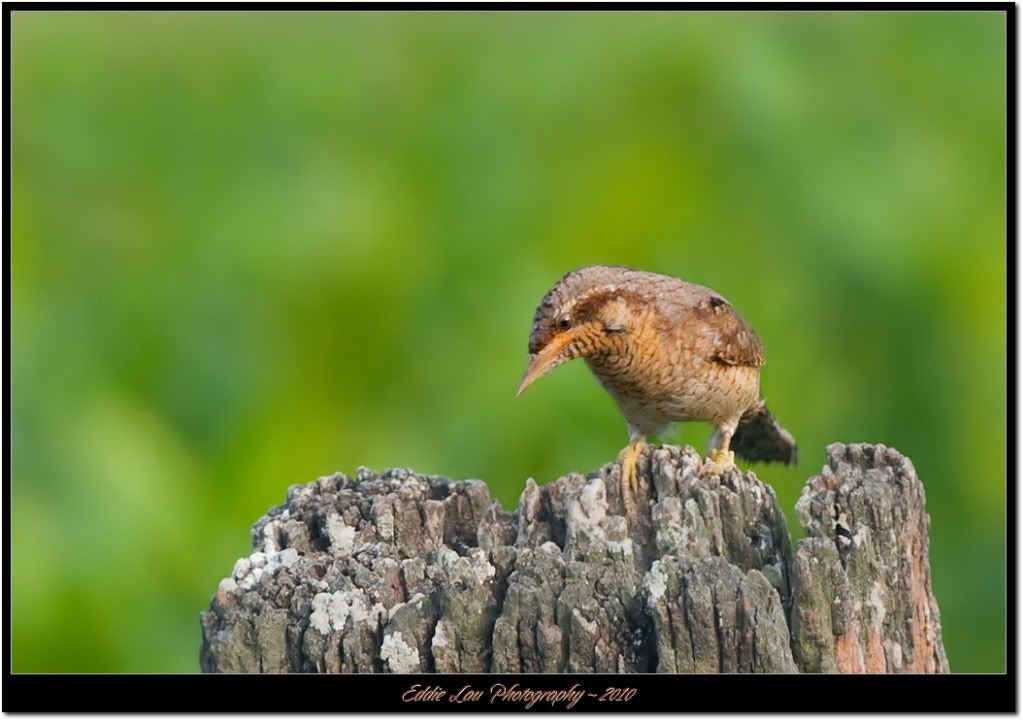 http://i934.photobucket.com/albums/ad181/Elau668/Eurasian%20Wryneck/EU3.jpg