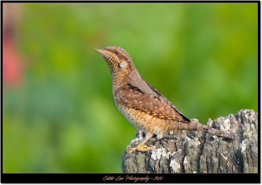 http://i934.photobucket.com/albums/ad181/Elau668/Eurasian%20Wryneck/EU4.jpg