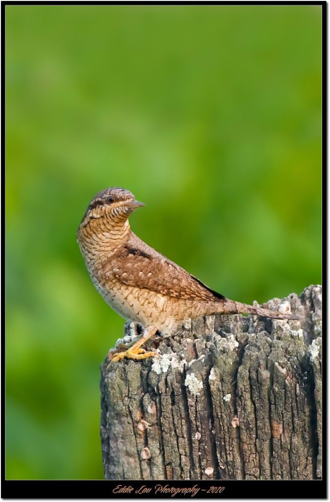 http://i934.photobucket.com/albums/ad181/Elau668/Eurasian%20Wryneck/EU5.jpg