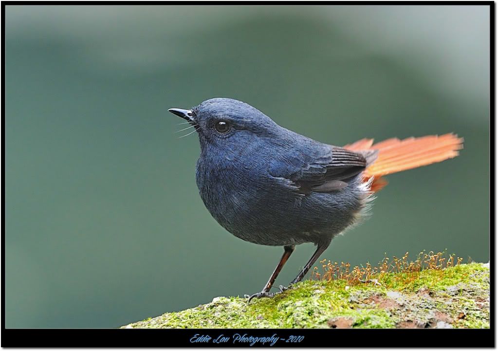 http://i934.photobucket.com/albums/ad181/Elau668/Plumbeous%20Redstart/PR2.jpg