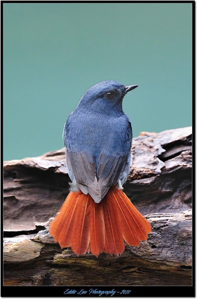 http://i934.photobucket.com/albums/ad181/Elau668/Plumbeous%20Redstart/PR4.jpg
