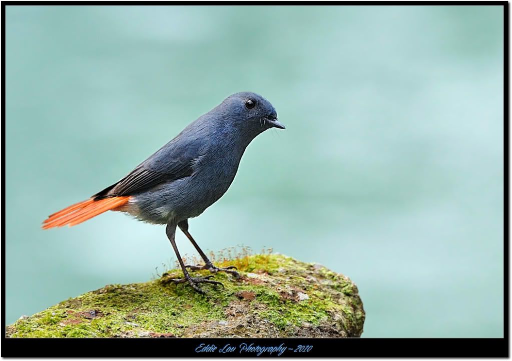 http://i934.photobucket.com/albums/ad181/Elau668/Plumbeous%20Redstart/PR7.jpg