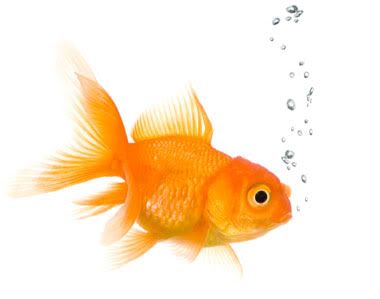 goldfish Pictures, Images and Photos