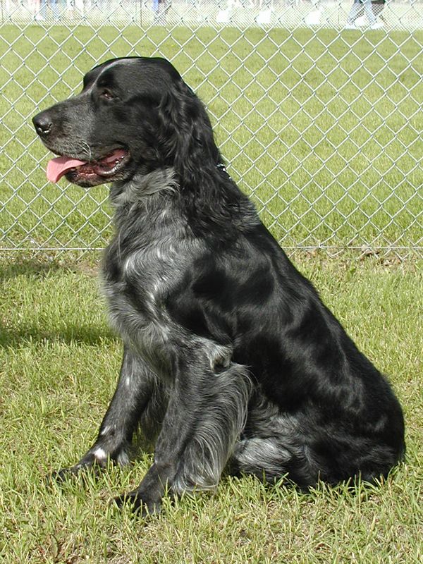 Chase_zps78bfa759.jpg