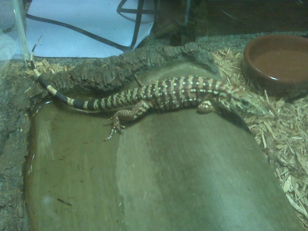 tegu2.jpg