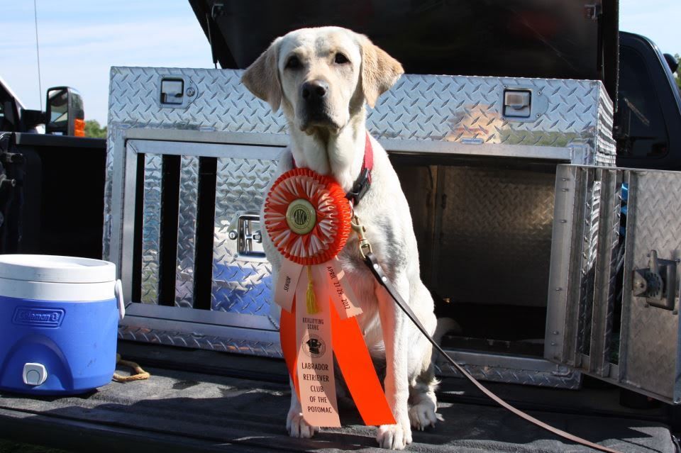 AKC Hunting Test Title Ribbons the RTF