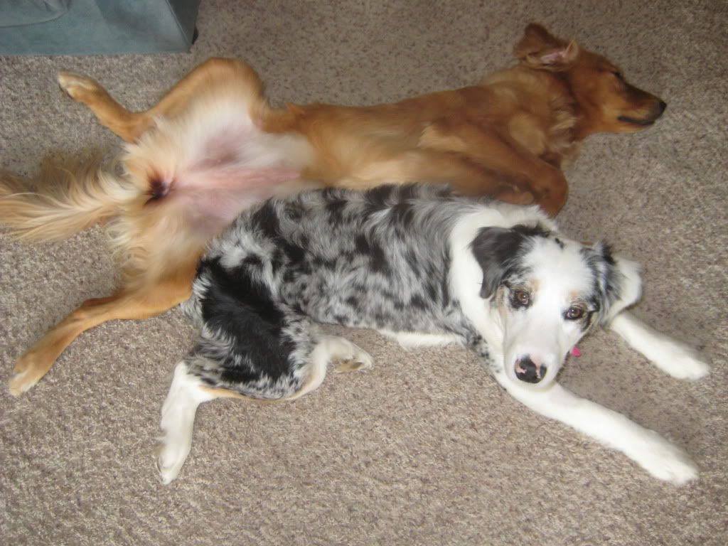 Sleeping upside down... Golden Retrievers Golden Retriever Dog Forums