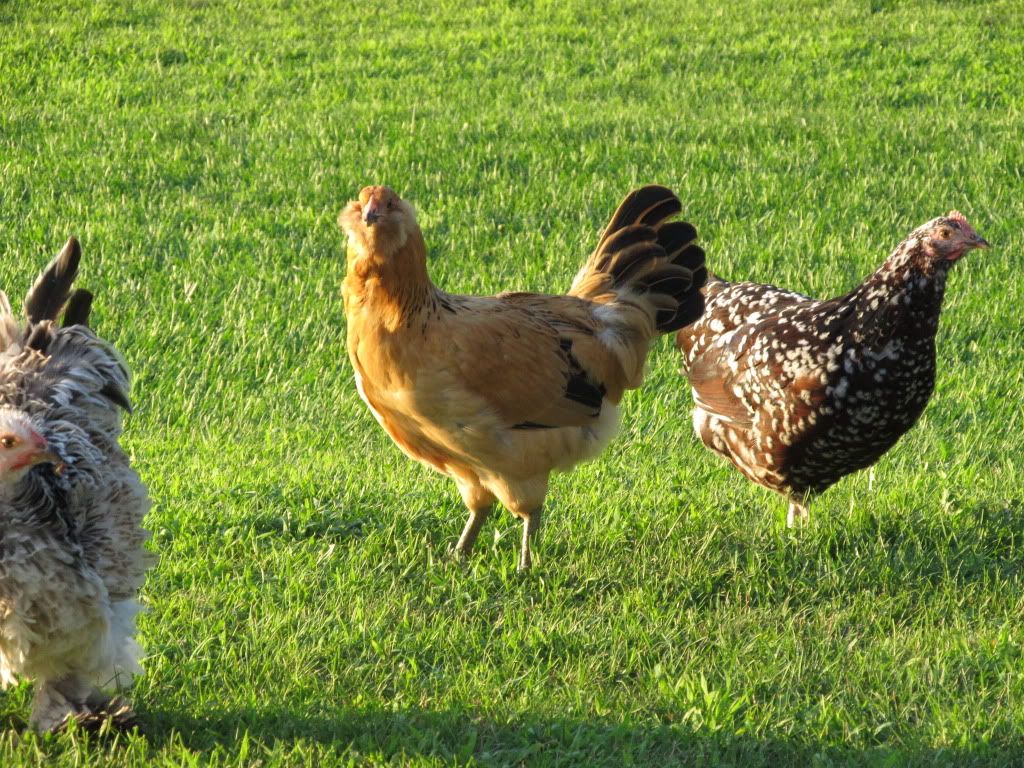 freerange055.jpg