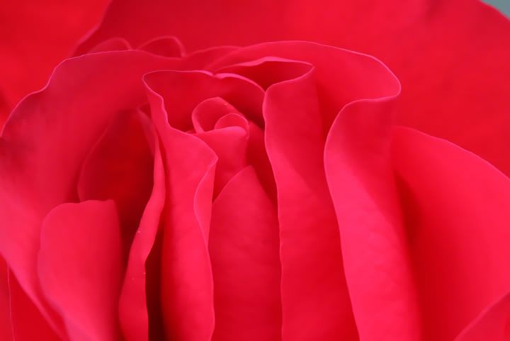 IMAGE: http://i934.photobucket.com/albums/ad190/Mr-Bill-2010/Flowers/Rose1.jpg