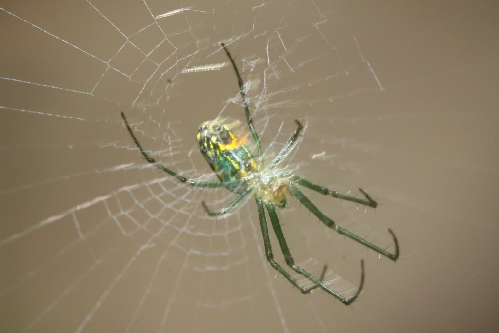 IMAGE: http://i934.photobucket.com/albums/ad190/Mr-Bill-2010/Wildlife/IMG_0473.jpg