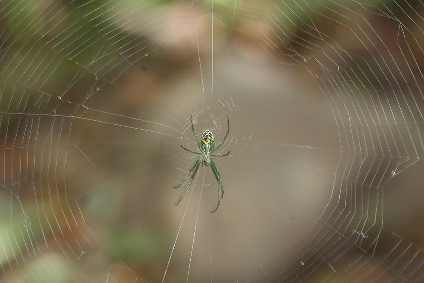 IMAGE: http://i934.photobucket.com/albums/ad190/Mr-Bill-2010/Wildlife/IMG_0474.jpg