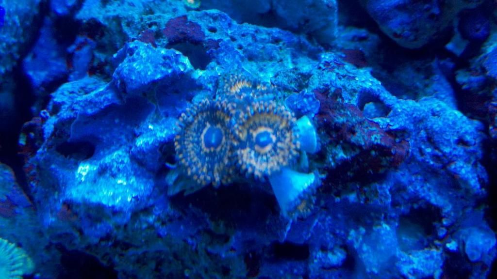 zoa.jpg