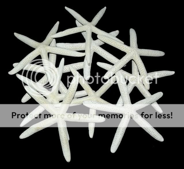 Bestshells 10 pcs White Pencil Starfish 6 7  150 180 mm  