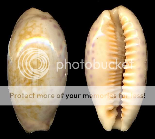 Bestshells Cypraea Chinensis 44.00 mm F + + +  