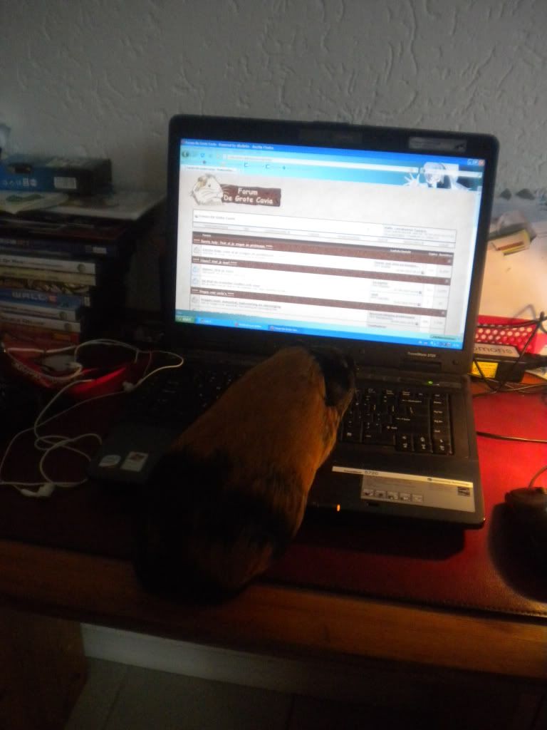 DeGroteCavia.jpg