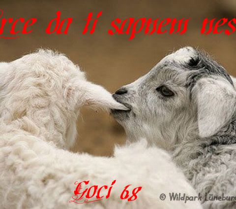 A2bcb82fc29786cbf2e87a7801107341 Gif Gif By Goci 68 Photobucket